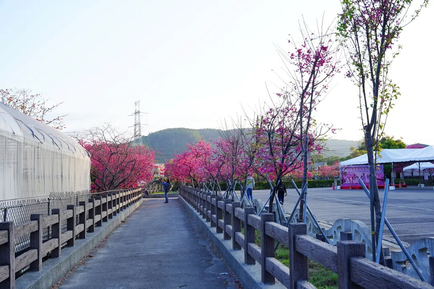 台中市后里區2024泰安派出所櫻花季｜為期12天，近千棵櫻花免費欣賞