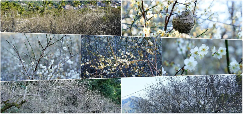 台中市后里區2024崴立機電櫻花公園｜櫻花隧道散策，近千坪櫻花免費欣賞