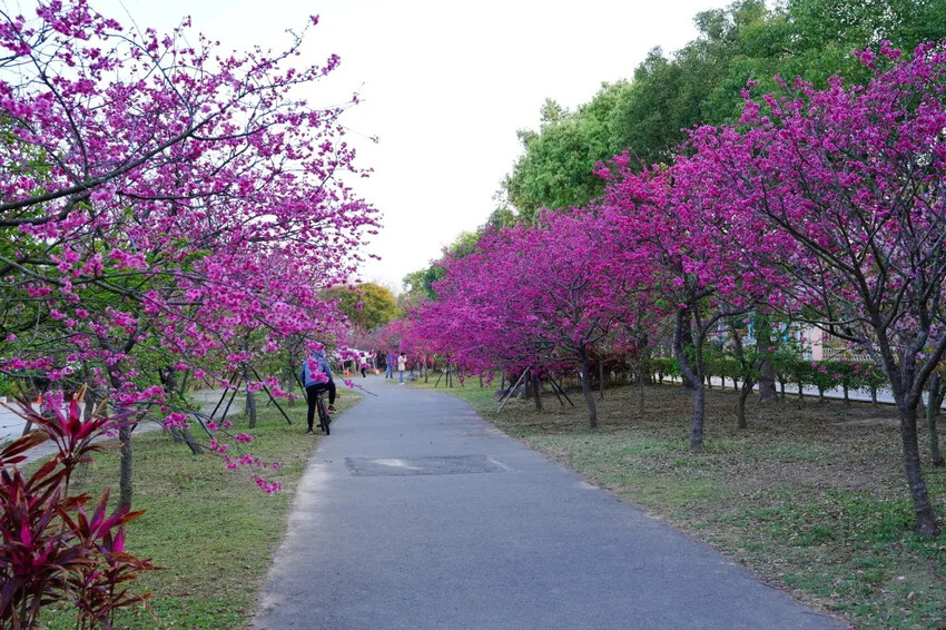 台中市后里區2024崴立機電櫻花公園｜櫻花隧道散策，近千坪櫻花免費欣賞