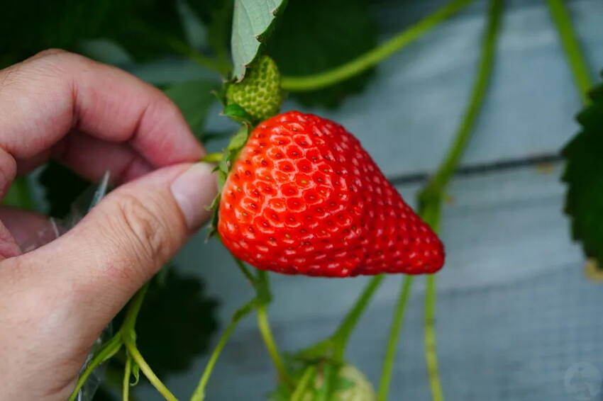 日本九州採草莓推薦｜吉次園KICHIJIEN，熊本必訪草莓吃到飽12月~5月，親子農場推薦