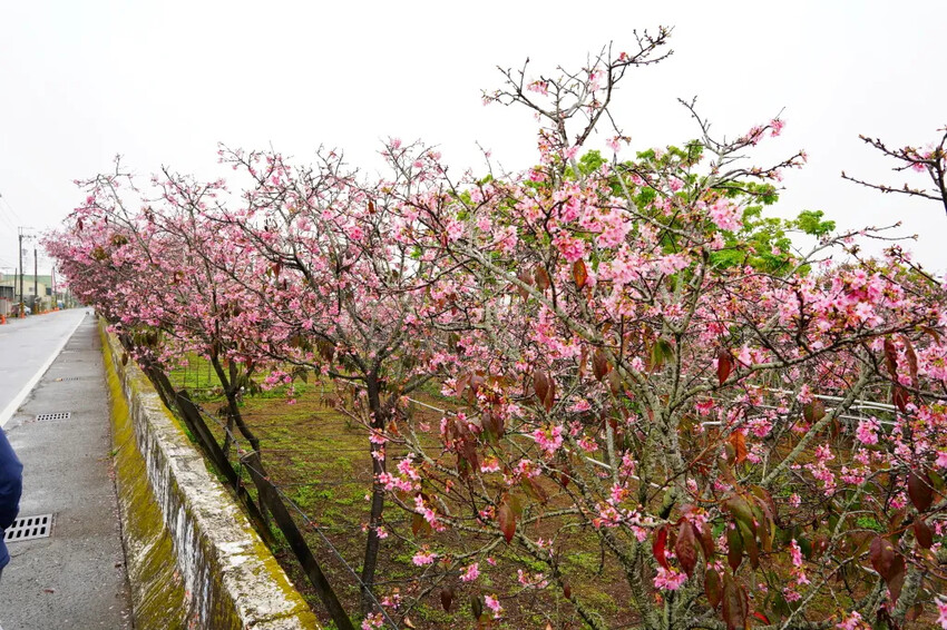 台中市新社區台中新社賞櫻推薦|2024年興社街櫻花大道、月湖莊園櫻花林,探訪櫻花秘境