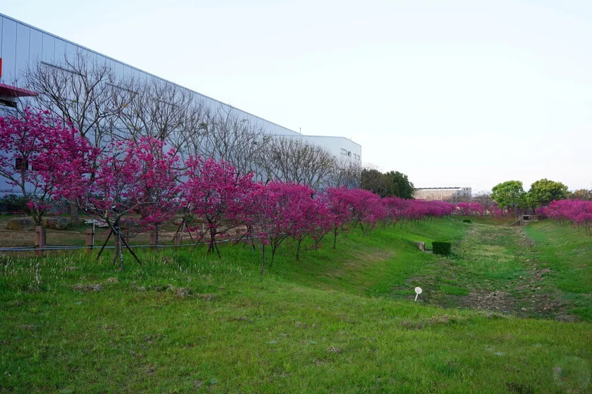 台中市后里區2024崴立機電櫻花公園｜櫻花隧道散策，近千坪櫻花免費欣賞