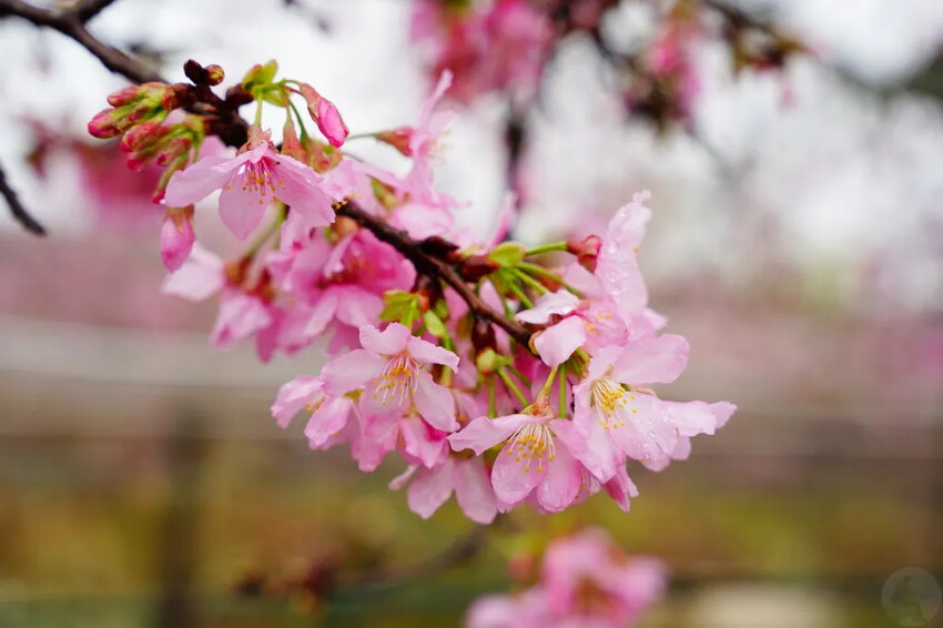 台中市新社區台中新社賞櫻推薦|2024年興社街櫻花大道、月湖莊園櫻花林,探訪櫻花秘境