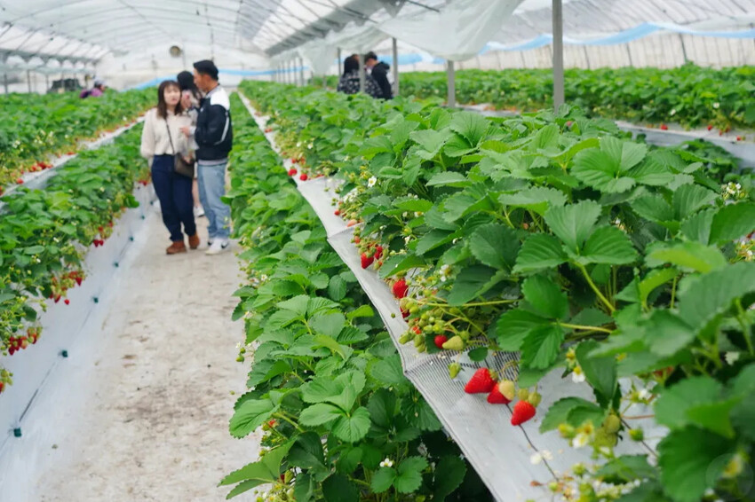 日本九州採草莓推薦｜吉次園KICHIJIEN，熊本必訪草莓吃到飽12月~5月，親子農場推薦