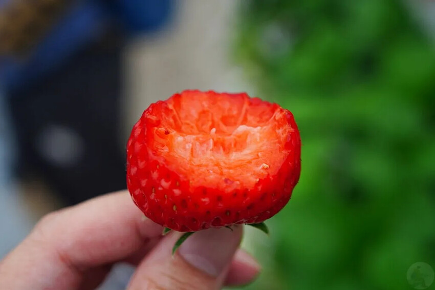 日本九州採草莓推薦｜吉次園KICHIJIEN，熊本必訪草莓吃到飽12月~5月，親子農場推薦
