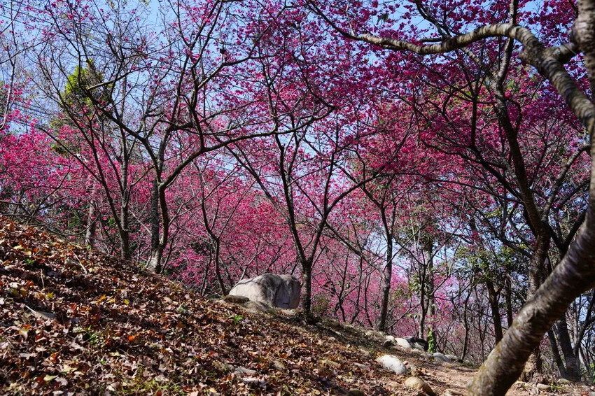 台中市新社區2024台中新社大南坡櫻花｜櫻花風暴綻放中，櫻花林隧道超美超夢幻