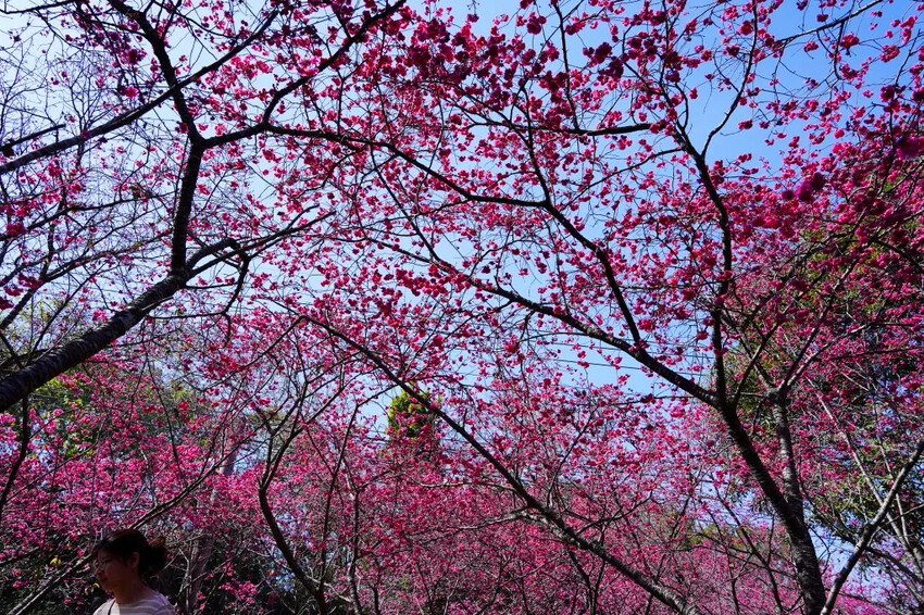 台中市新社區2024台中新社大南坡櫻花｜櫻花風暴綻放中，櫻花林隧道超美超夢幻