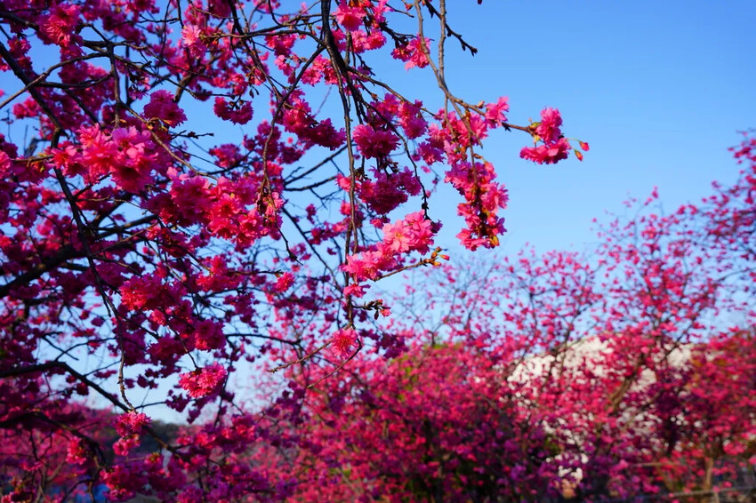 台中市后里區2024泰安派出所櫻花季｜為期12天，近千棵櫻花免費欣賞