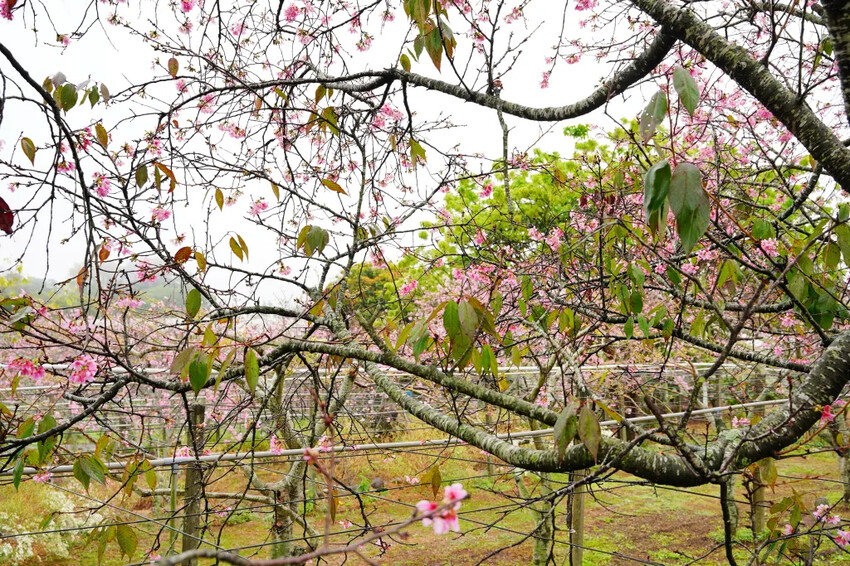 台中市新社區台中新社賞櫻推薦|2024年興社街櫻花大道、月湖莊園櫻花林,探訪櫻花秘境