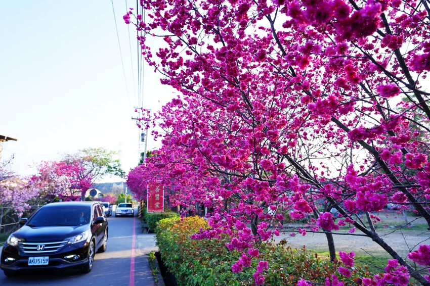 台中市后里區2024泰安派出所櫻花季｜為期12天，近千棵櫻花免費欣賞