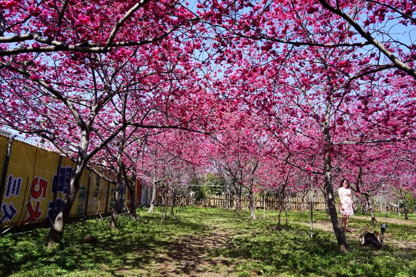 台中市新社區2024新社櫻花秘境｜私人園區，入園100元，可買水果或蔬菜抵喔!!