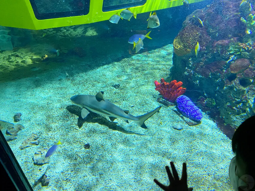 日本日本名古屋樂高樂園|優惠門票、交通方式、必玩設施大揭發