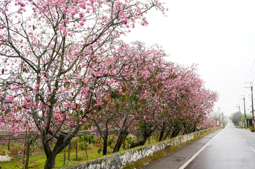 台中市新社區台中新社賞櫻推薦|2024年興社街櫻花大道、月湖莊園櫻花林,探訪櫻花秘境