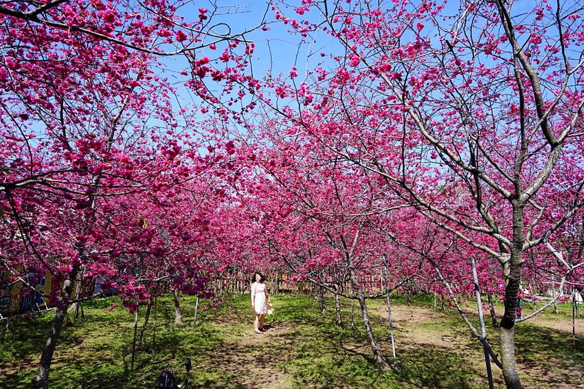 台中市新社區2024新社櫻花秘境｜私人園區，入園100元，可買水果或蔬菜抵喔!!
