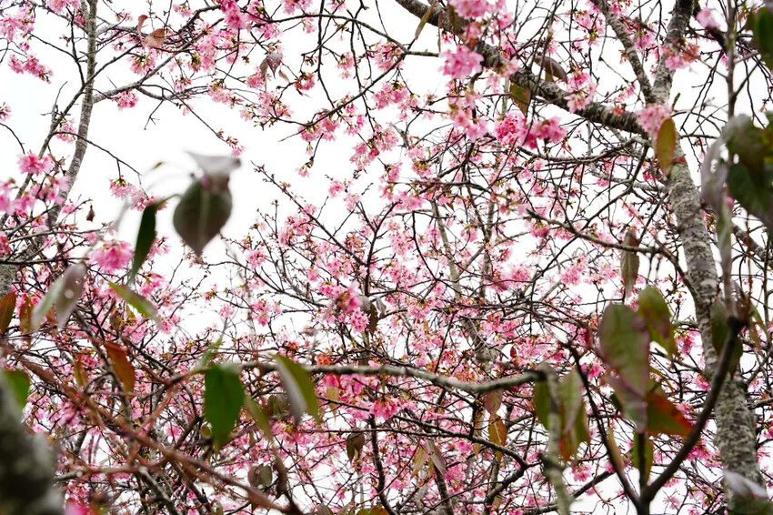 台中市新社區台中新社賞櫻推薦|2024年興社街櫻花大道、月湖莊園櫻花林,探訪櫻花秘境