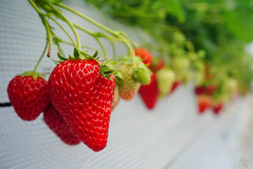 日本九州採草莓推薦｜吉次園KICHIJIEN，熊本必訪草莓吃到飽12月~5月，親子農場推薦