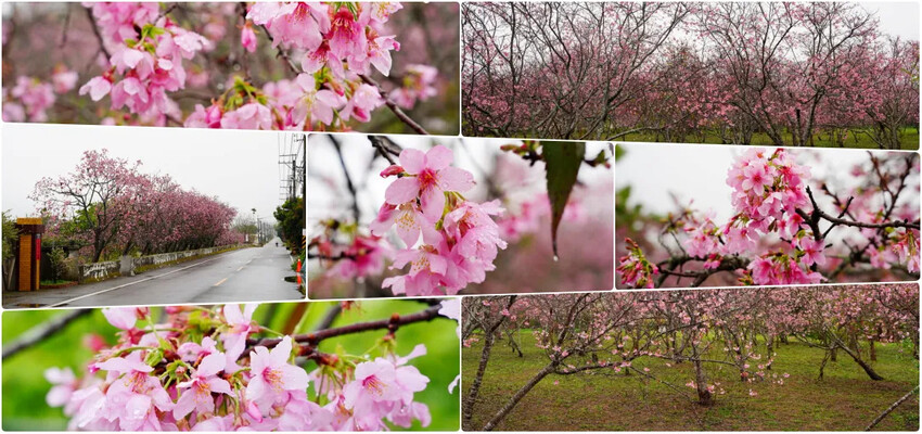 台中市后里區2024崴立機電櫻花公園｜櫻花隧道散策，近千坪櫻花免費欣賞