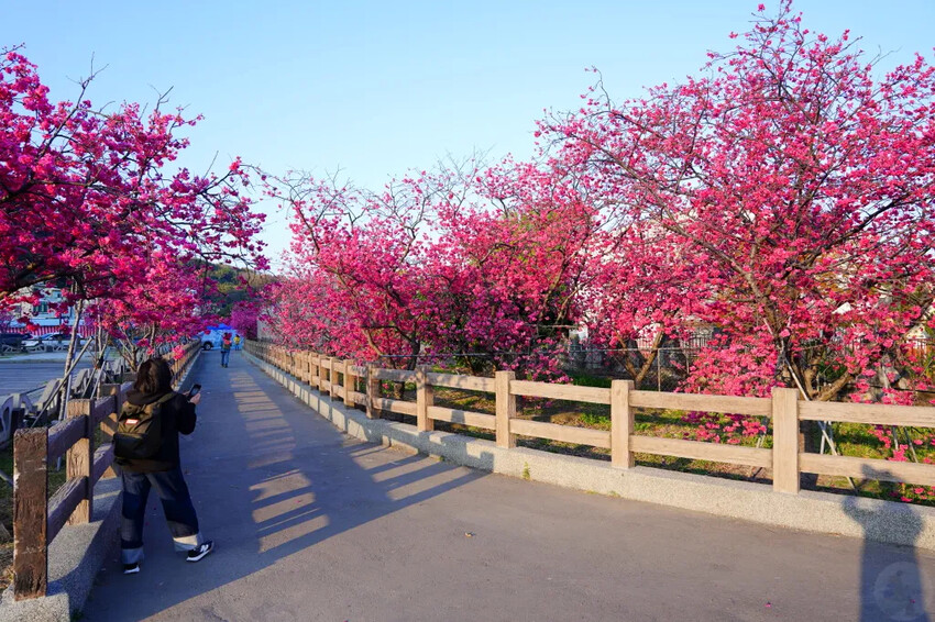 台中市后里區2024泰安派出所櫻花季｜為期12天，近千棵櫻花免費欣賞