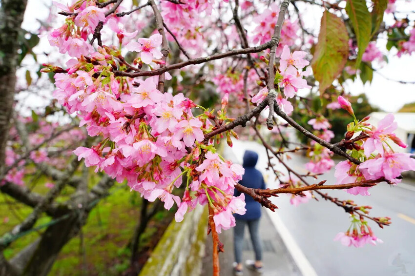台中市新社區台中新社賞櫻推薦|2024年興社街櫻花大道、月湖莊園櫻花林,探訪櫻花秘境