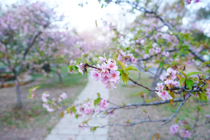 台中市后里區2024崴立機電櫻花公園｜櫻花隧道散策，近千坪櫻花免費欣賞