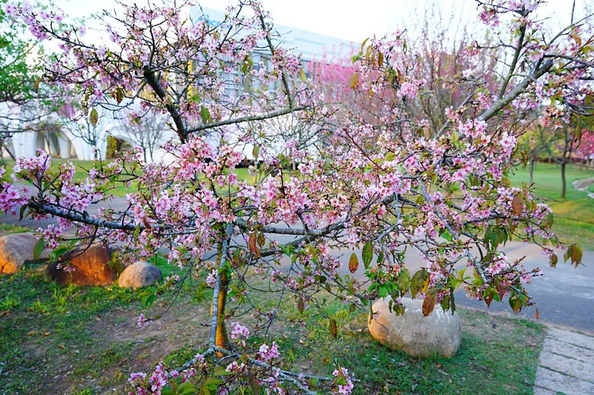 台中市后里區2024崴立機電櫻花公園｜櫻花隧道散策，近千坪櫻花免費欣賞