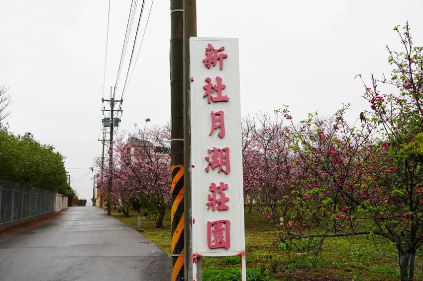台中市新社區台中新社賞櫻推薦|2024年興社街櫻花大道、月湖莊園櫻花林,探訪櫻花秘境