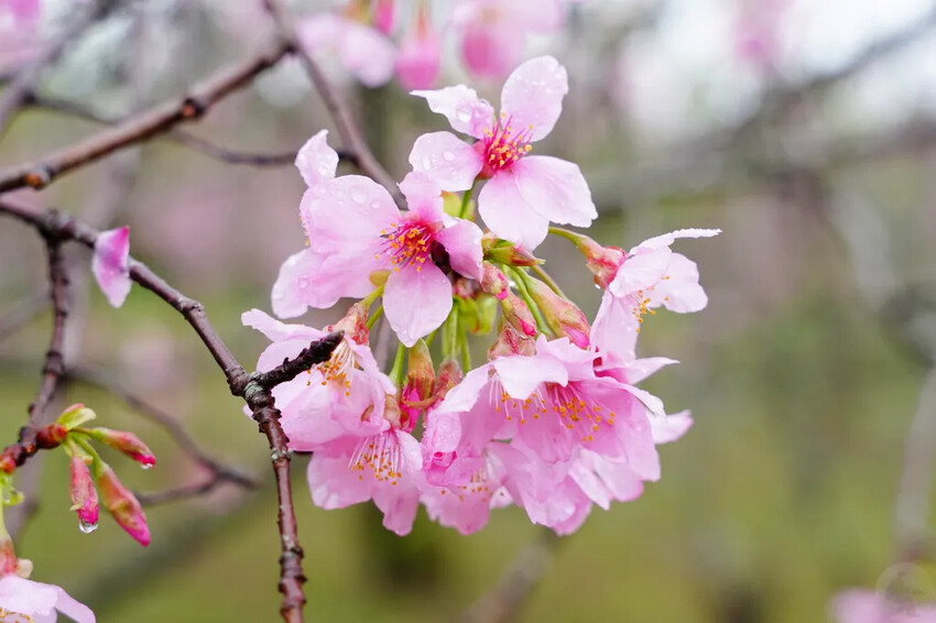 台中市新社區台中新社賞櫻推薦|2024年興社街櫻花大道、月湖莊園櫻花林,探訪櫻花秘境