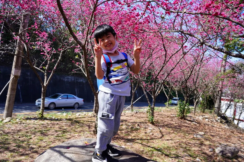 台中市新社區2024台中新社大南坡櫻花｜櫻花風暴綻放中，櫻花林隧道超美超夢幻