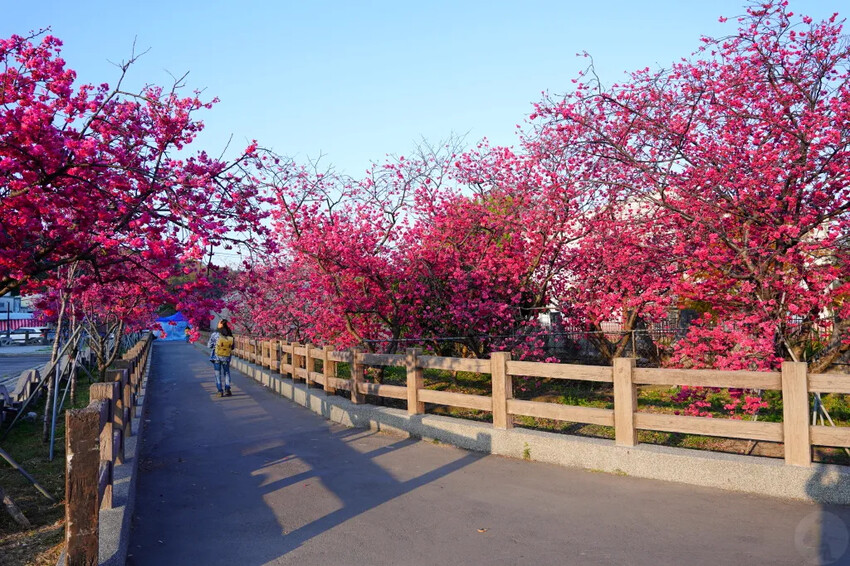 台中市后里區2024泰安派出所櫻花季｜為期12天，近千棵櫻花免費欣賞