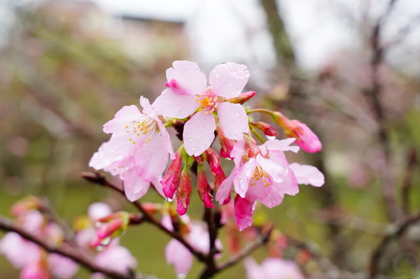 台中市新社區台中新社賞櫻推薦|2024年興社街櫻花大道、月湖莊園櫻花林,探訪櫻花秘境