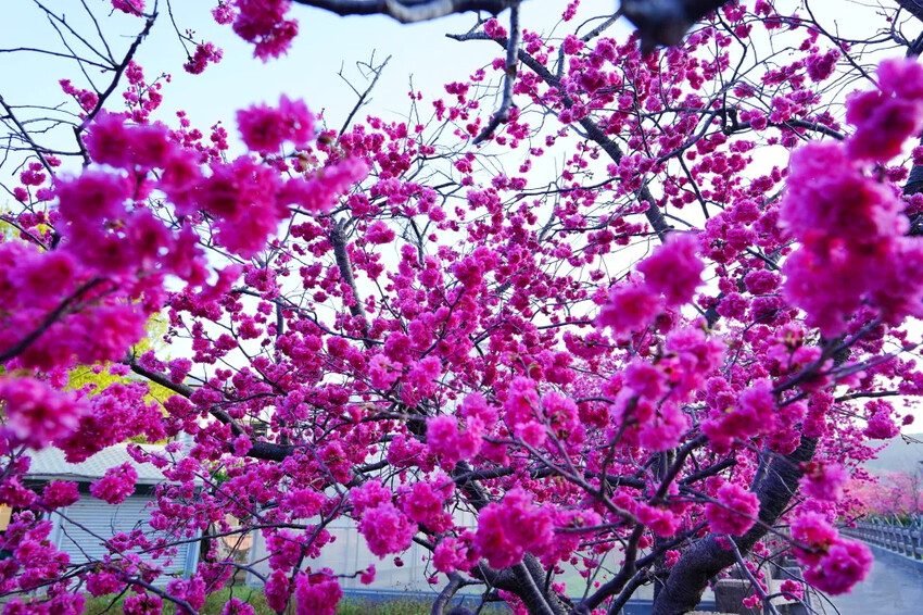 台中市后里區2024泰安派出所櫻花季｜為期12天，近千棵櫻花免費欣賞