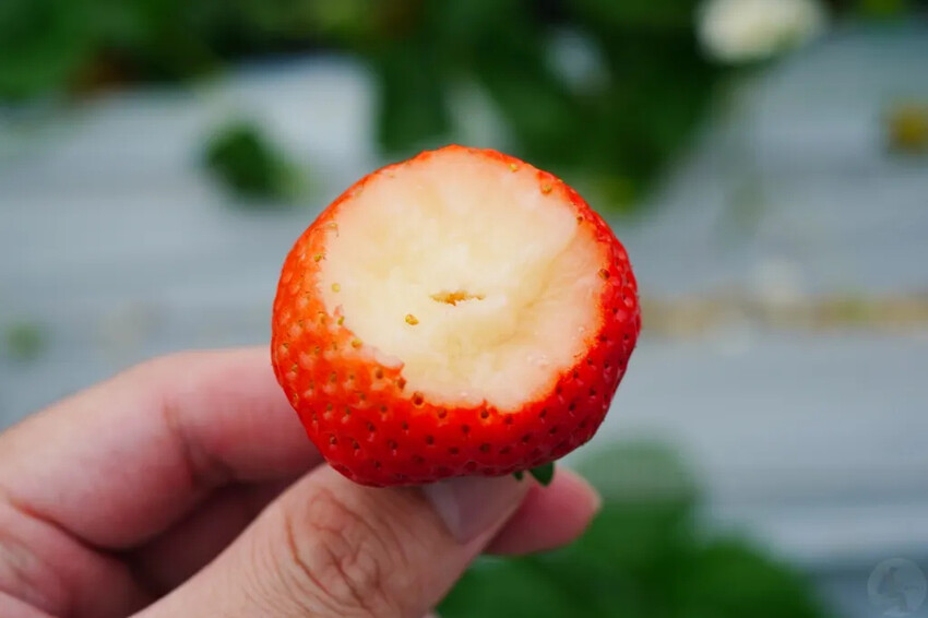 日本九州採草莓推薦｜吉次園KICHIJIEN，熊本必訪草莓吃到飽12月~5月，親子農場推薦