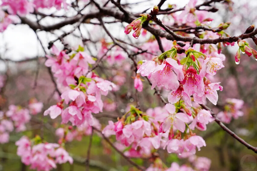 台中市新社區台中新社賞櫻推薦|2024年興社街櫻花大道、月湖莊園櫻花林,探訪櫻花秘境