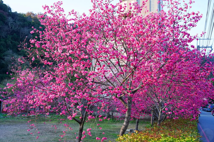 台中市后里區2024泰安派出所櫻花季｜為期12天，近千棵櫻花免費欣賞