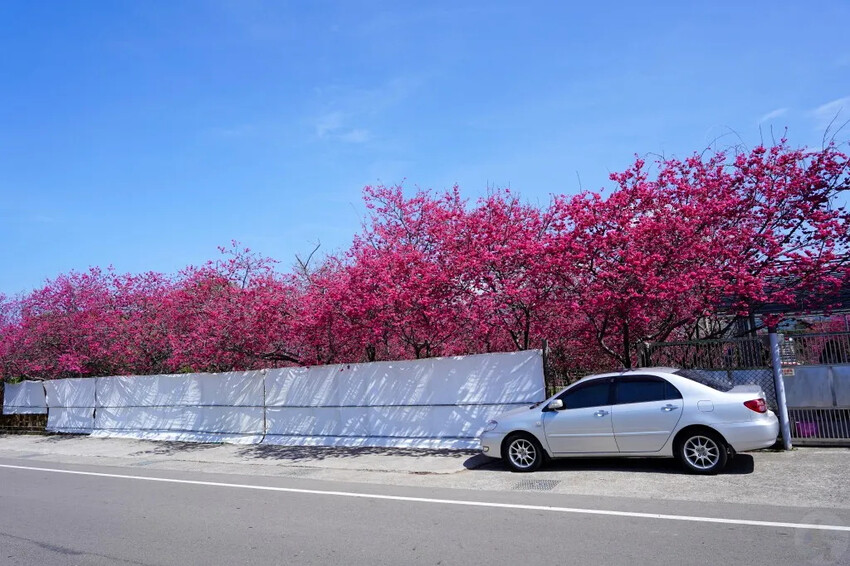 台中市新社區2024新社櫻花秘境｜私人園區，入園100元，可買水果或蔬菜抵喔!!