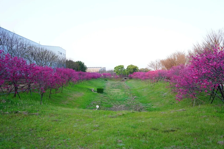 台中市后里區2024崴立機電櫻花公園｜櫻花隧道散策，近千坪櫻花免費欣賞