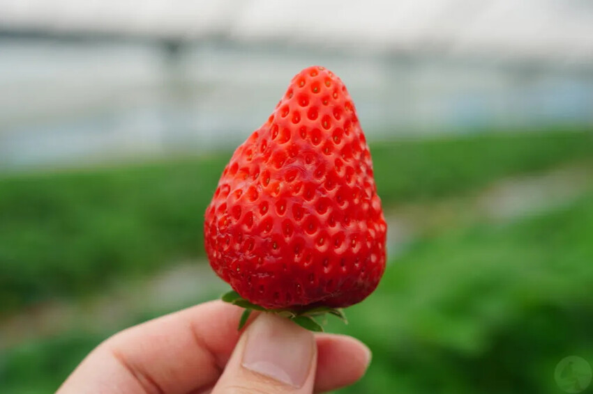 日本九州採草莓推薦｜吉次園KICHIJIEN，熊本必訪草莓吃到飽12月~5月，親子農場推薦