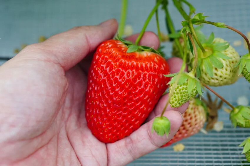 日本九州採草莓推薦｜吉次園KICHIJIEN，熊本必訪草莓吃到飽12月~5月，親子農場推薦