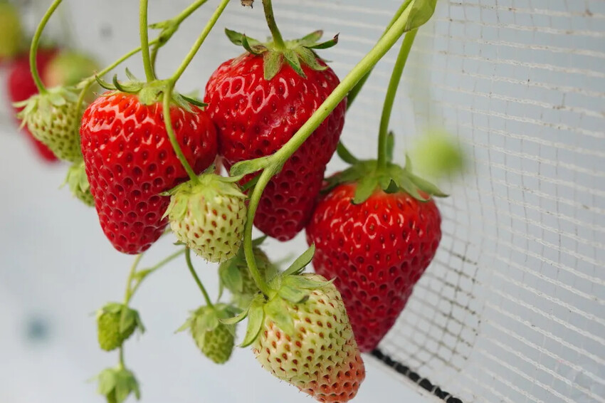 日本九州採草莓推薦｜吉次園KICHIJIEN，熊本必訪草莓吃到飽12月~5月，親子農場推薦