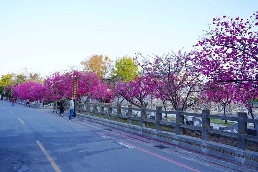 台中市后里區2024泰安派出所櫻花季｜為期12天，近千棵櫻花免費欣賞