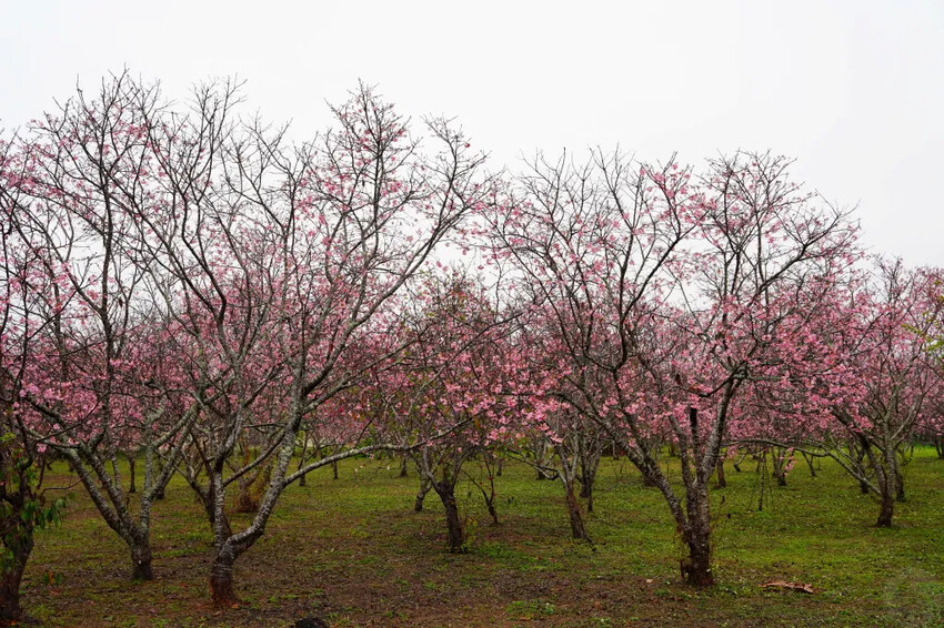 台中市新社區台中新社賞櫻推薦|2024年興社街櫻花大道、月湖莊園櫻花林,探訪櫻花秘境
