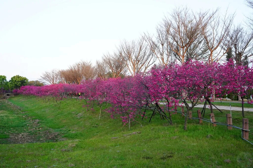台中市后里區2024崴立機電櫻花公園｜櫻花隧道散策，近千坪櫻花免費欣賞