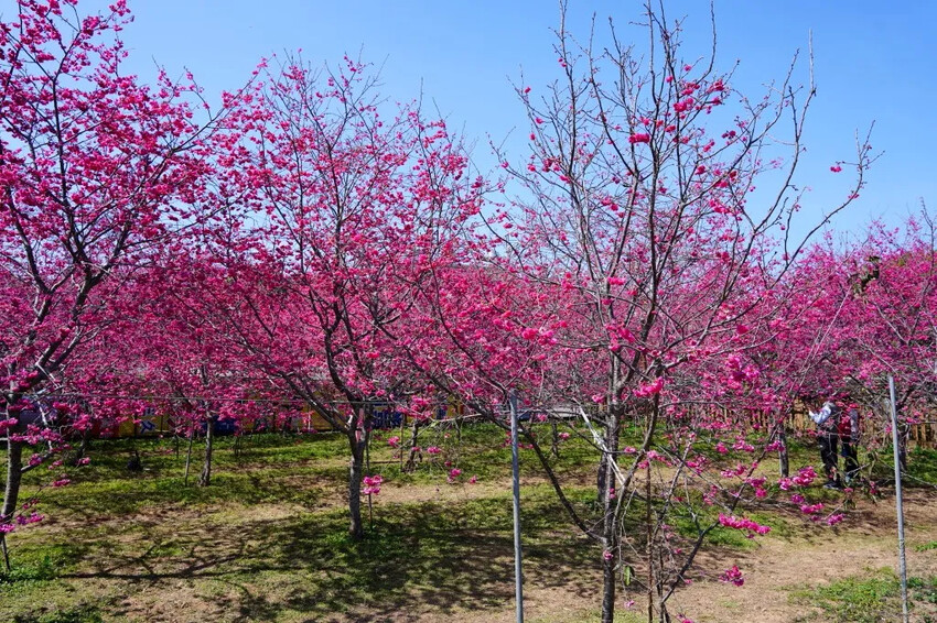 台中市新社區2024新社櫻花秘境｜私人園區，入園100元，可買水果或蔬菜抵喔!!