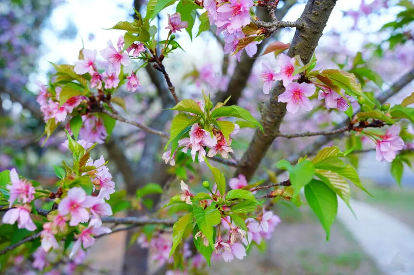 台中市后里區2024崴立機電櫻花公園｜櫻花隧道散策，近千坪櫻花免費欣賞