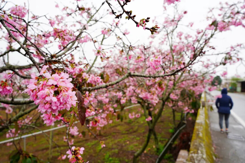 台中市新社區台中新社賞櫻推薦|2024年興社街櫻花大道、月湖莊園櫻花林,探訪櫻花秘境