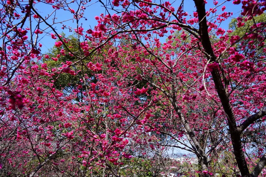 台中市新社區2024台中新社大南坡櫻花｜櫻花風暴綻放中，櫻花林隧道超美超夢幻