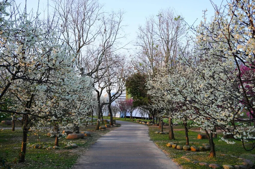 台中市后里區2024崴立機電櫻花公園｜櫻花隧道散策，近千坪櫻花免費欣賞