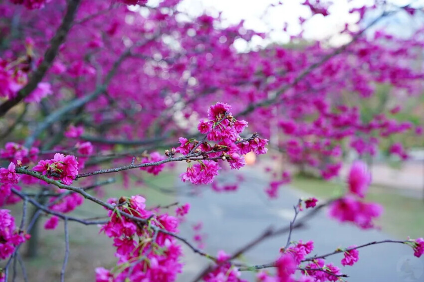 台中市后里區2024崴立機電櫻花公園｜櫻花隧道散策，近千坪櫻花免費欣賞