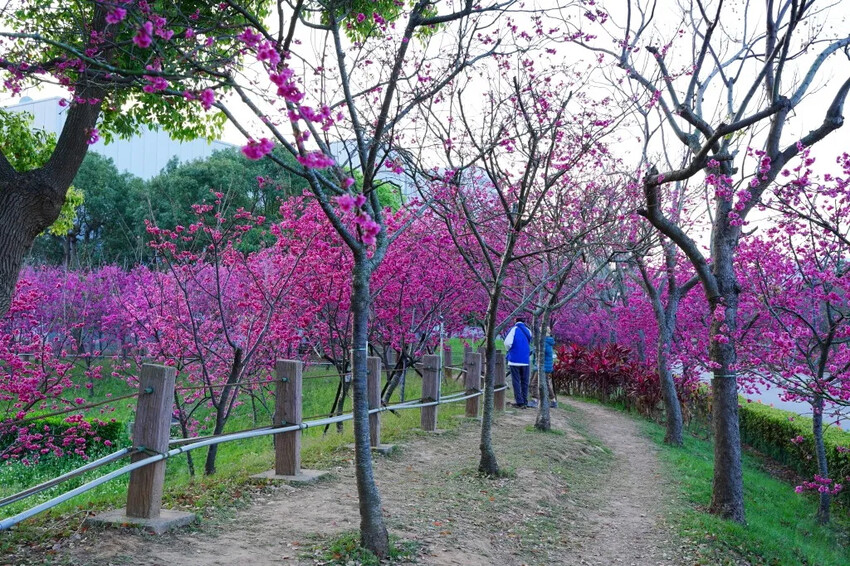 台中市后里區2024崴立機電櫻花公園｜櫻花隧道散策，近千坪櫻花免費欣賞