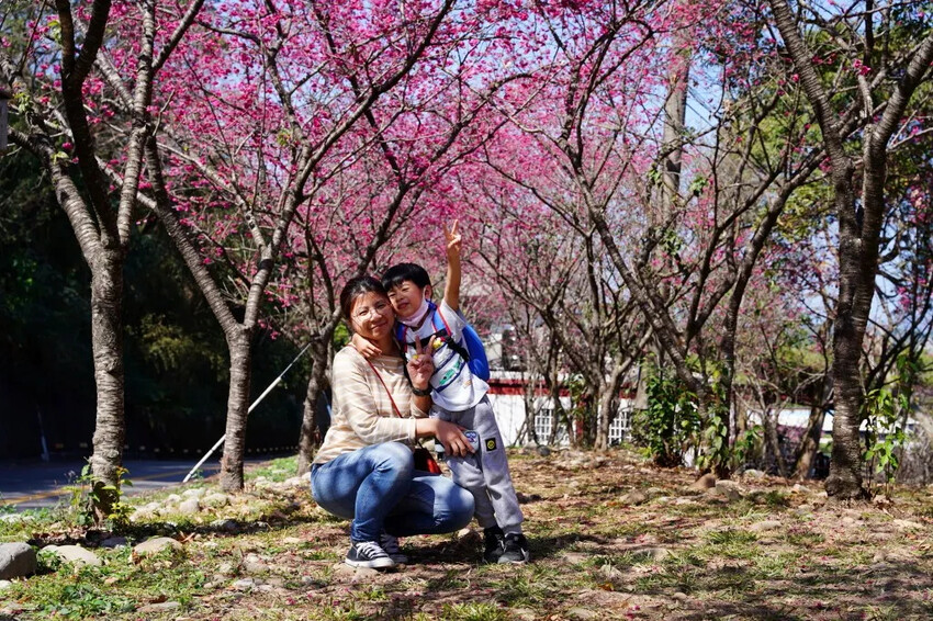 台中市新社區2024台中新社大南坡櫻花｜櫻花風暴綻放中，櫻花林隧道超美超夢幻